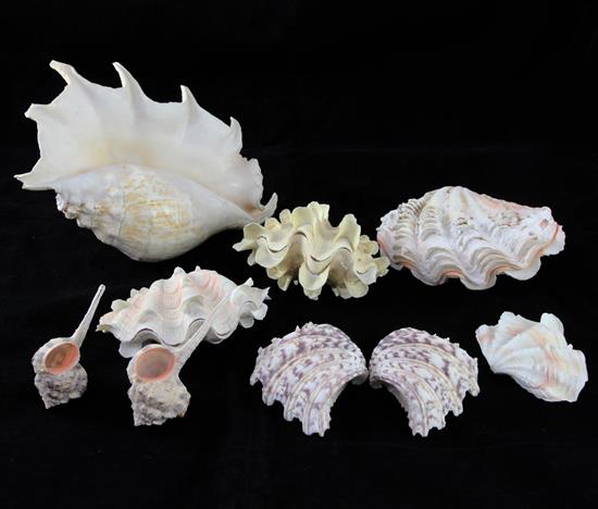 A remarkable collection of Western Pacific shells, approximately eighty eight, W.1ft 4in. H.5ft 5in.